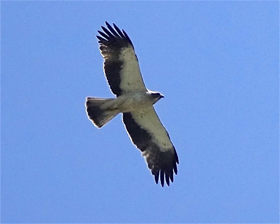 booted eagle